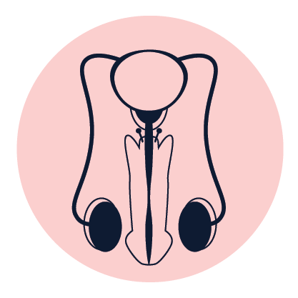 אין אונות משנית להשמנה